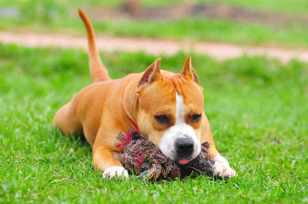Staffordshire Terrier Directory Blog